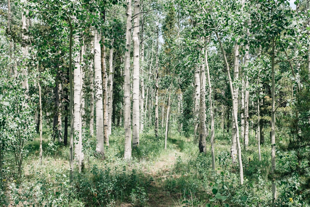 arbres verts dans la forêt pendant la journée