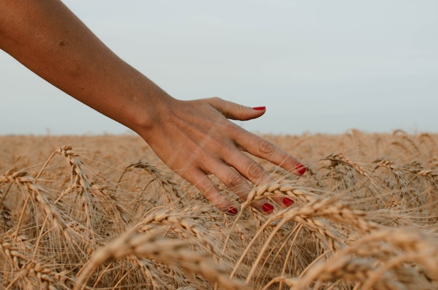 person touching brown wheat under white sky during daytime