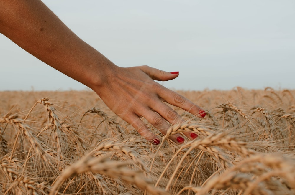 person touching brown wheat under white sky during daytime