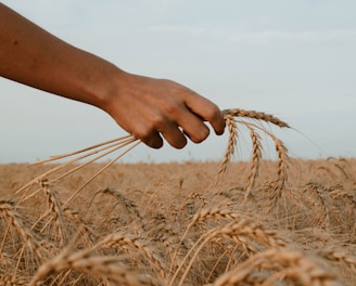 person holding stack of wheat