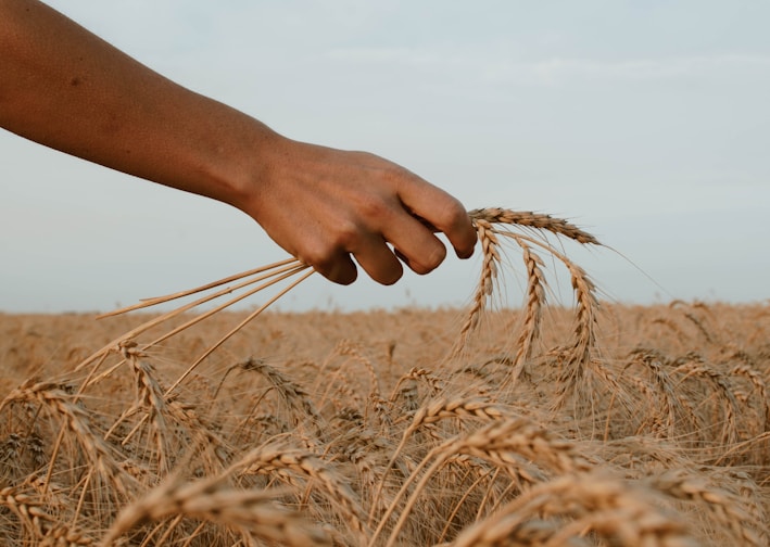 person holding stack of wheat