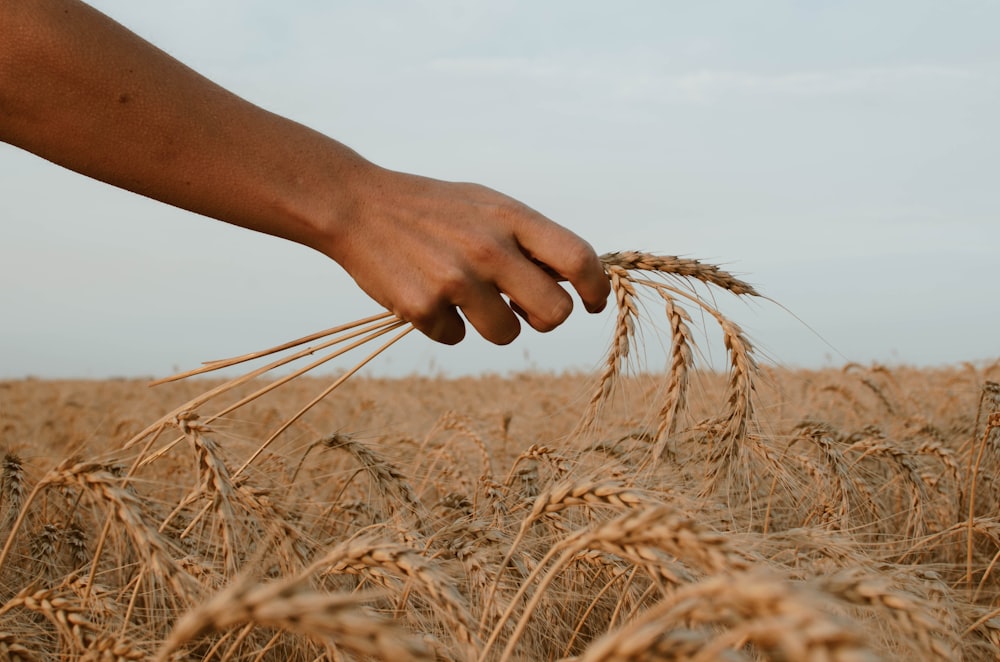 person holding stack of wheat