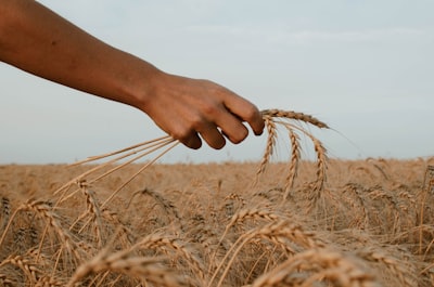 person holding stack of wheat harvest teams background