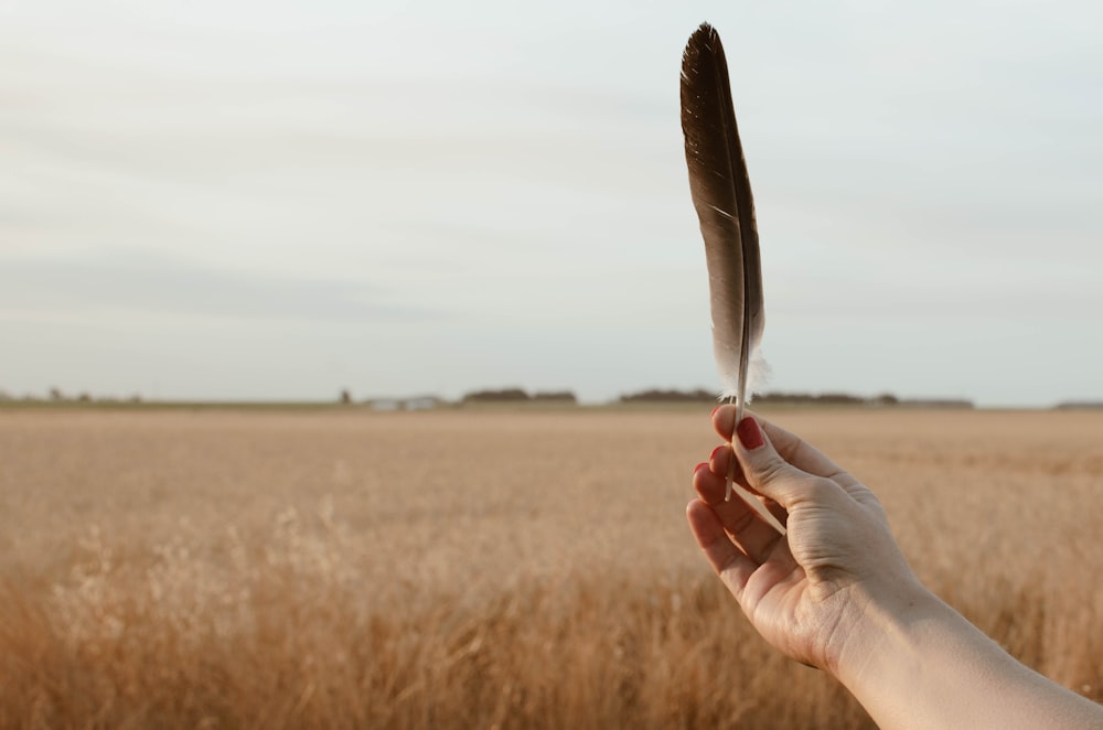 person holding brown bird feather