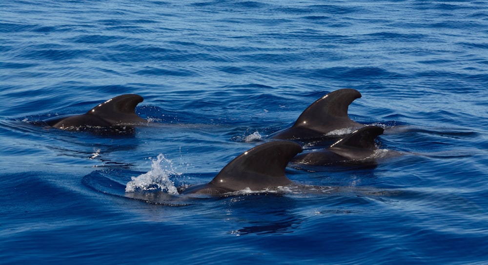Cuatro delfines negros bajo el agua