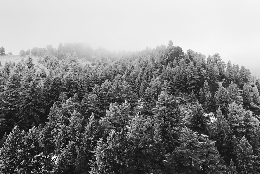Photographie en niveaux de gris d’arbres verts