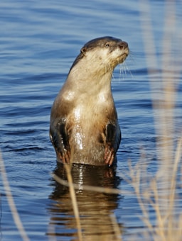 An otter stands upright in clear, calm water. Its fur is wet and glistens in the sunlight. Surrounding the otter are a few out-of-focus reeds, adding a natural frame to the scene.