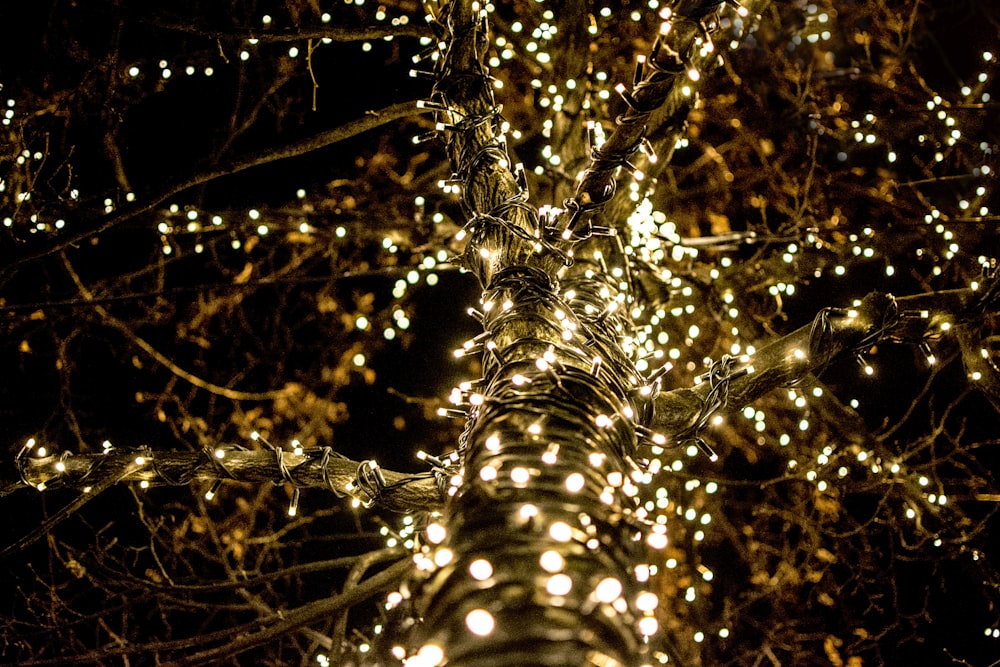 Foto de primer plano de luces de cadena iluminadas