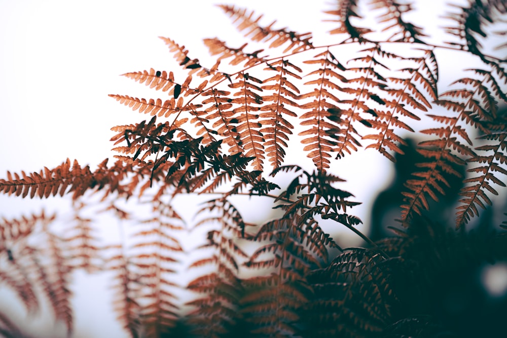 selective focus photography of fern leaves