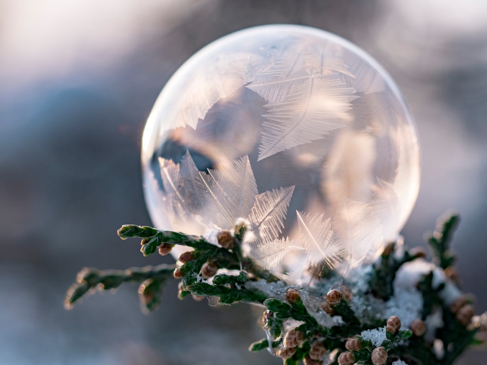 closeup photography of clear bubble on leaf tree