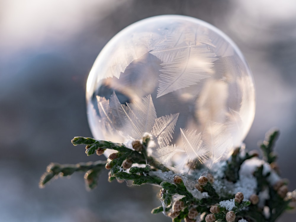 closeup photography of clear bubble on leaf tree