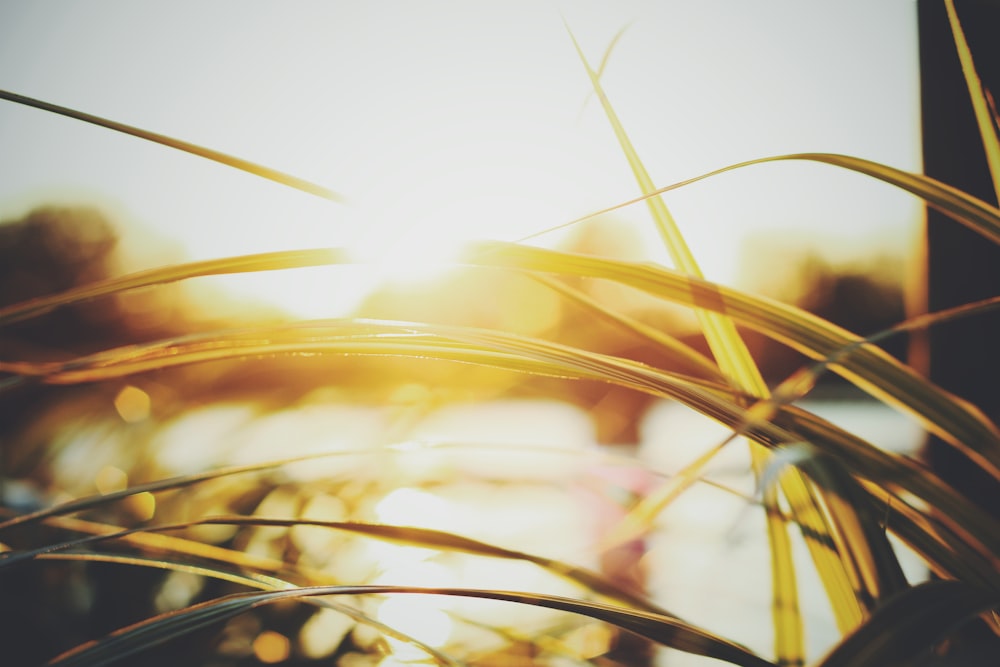 closeup photo of leaves during sunrise