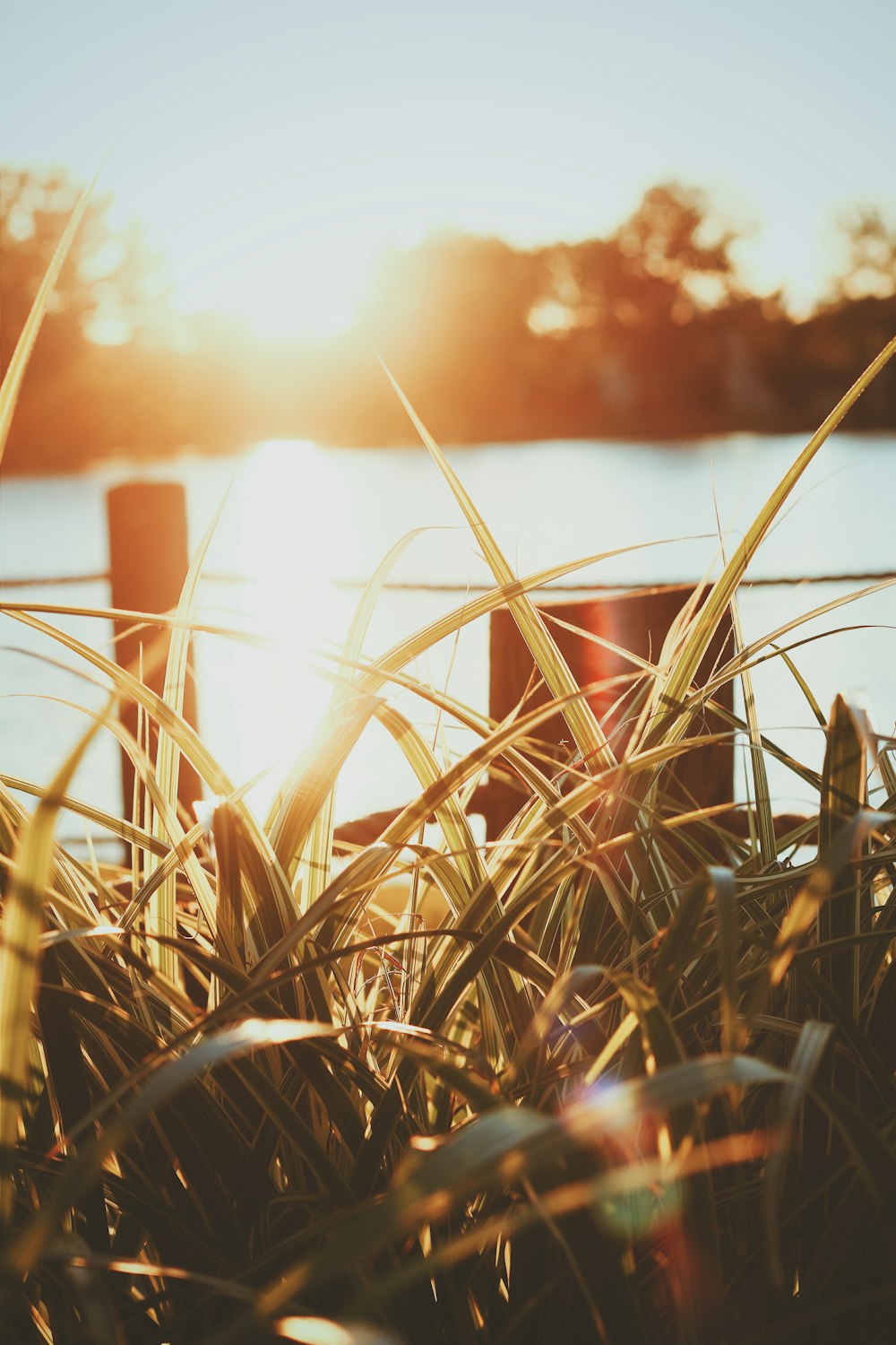 golden hour photography of grass near body of water