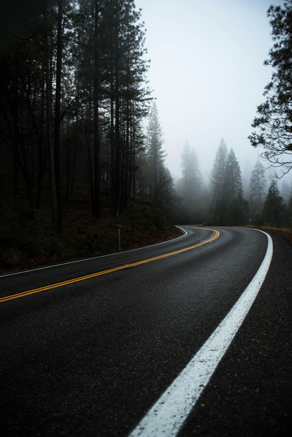 asphalt road surrounded by trees