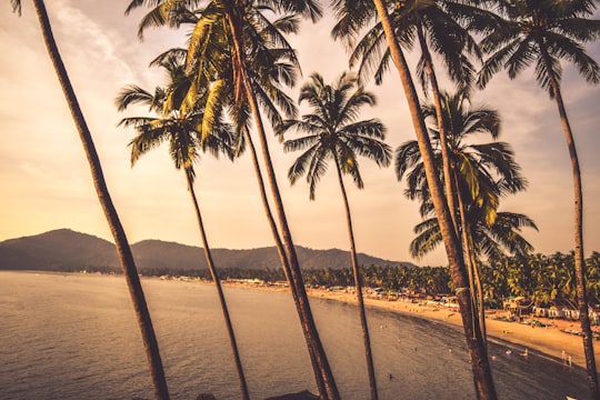 palm trees near seashore in Palolem India