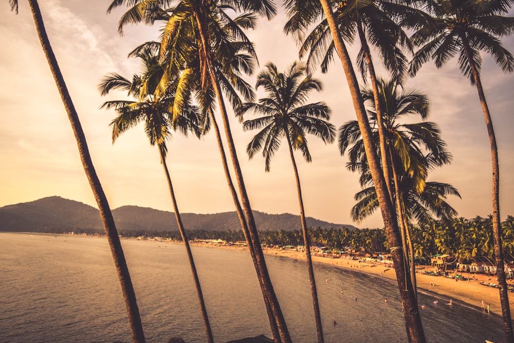 palm trees near seashore