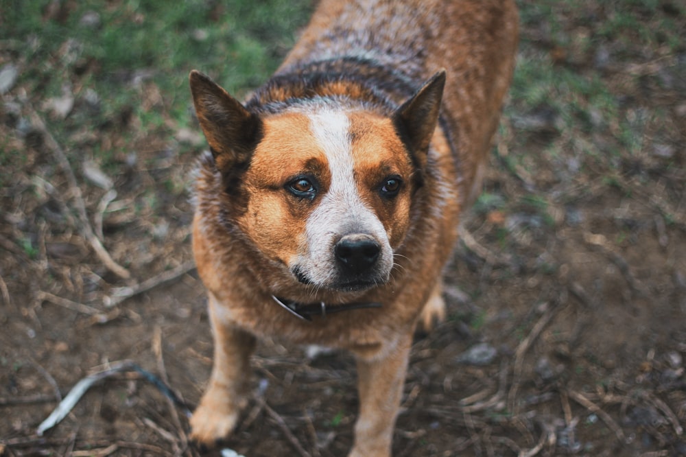 shallow focus photography of short-coated brown and white dog