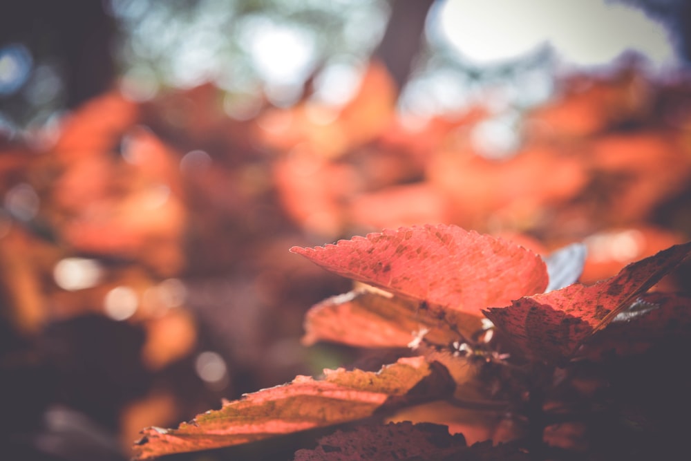 closeup photo of red leaves