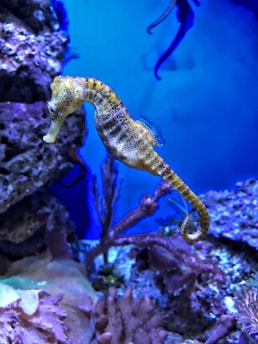 closeup photography of yellow seahorse