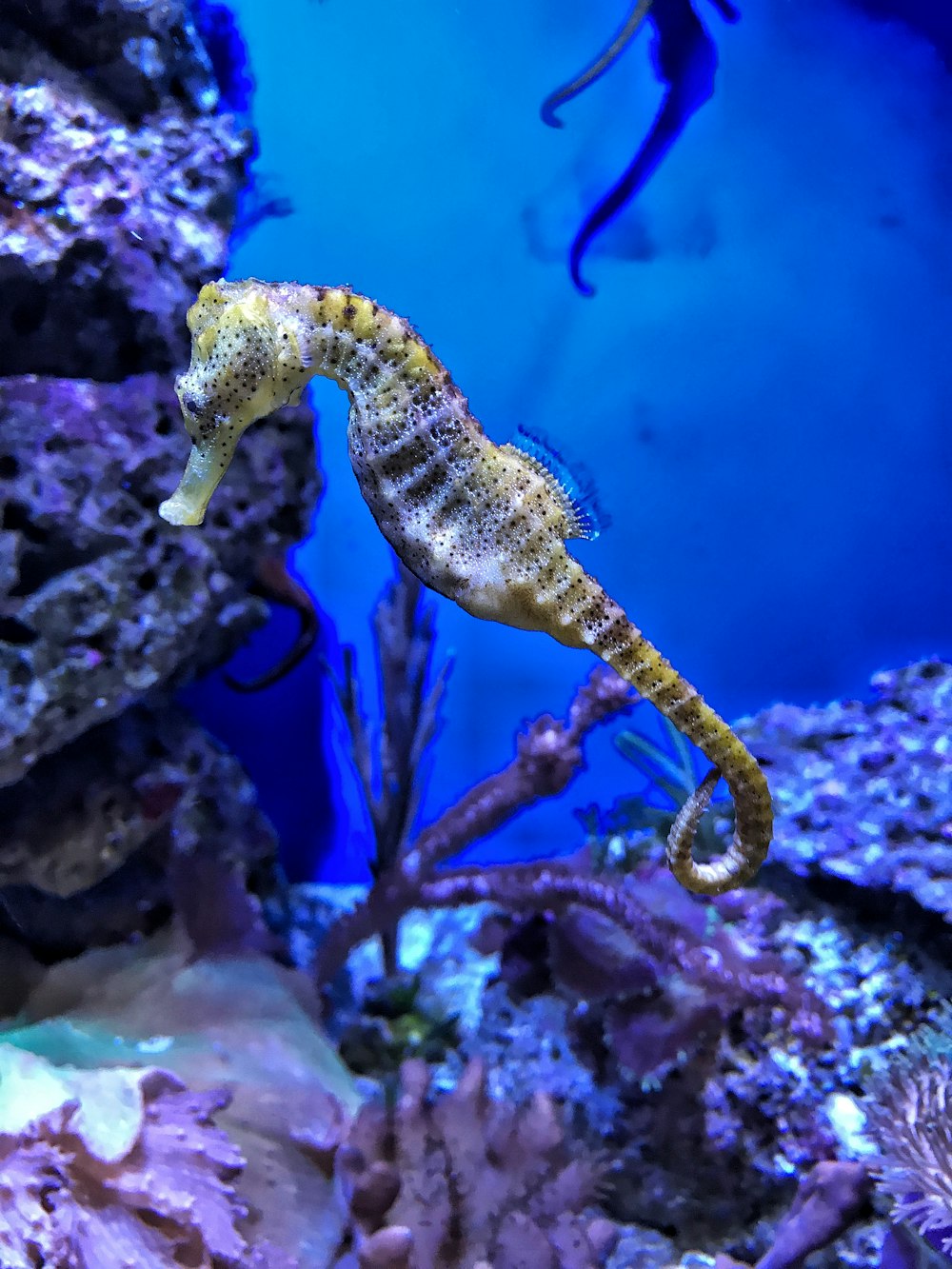 Photographie en gros plan d’un hippocampe jaune