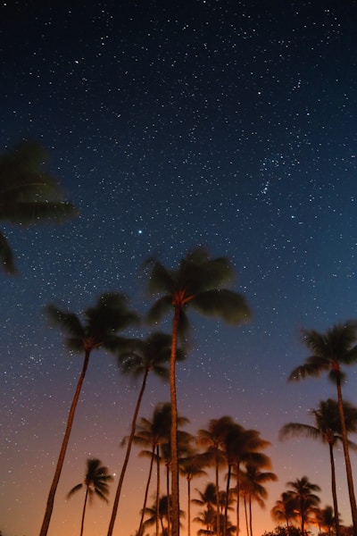 low angle photography of coconut trees at nighttime