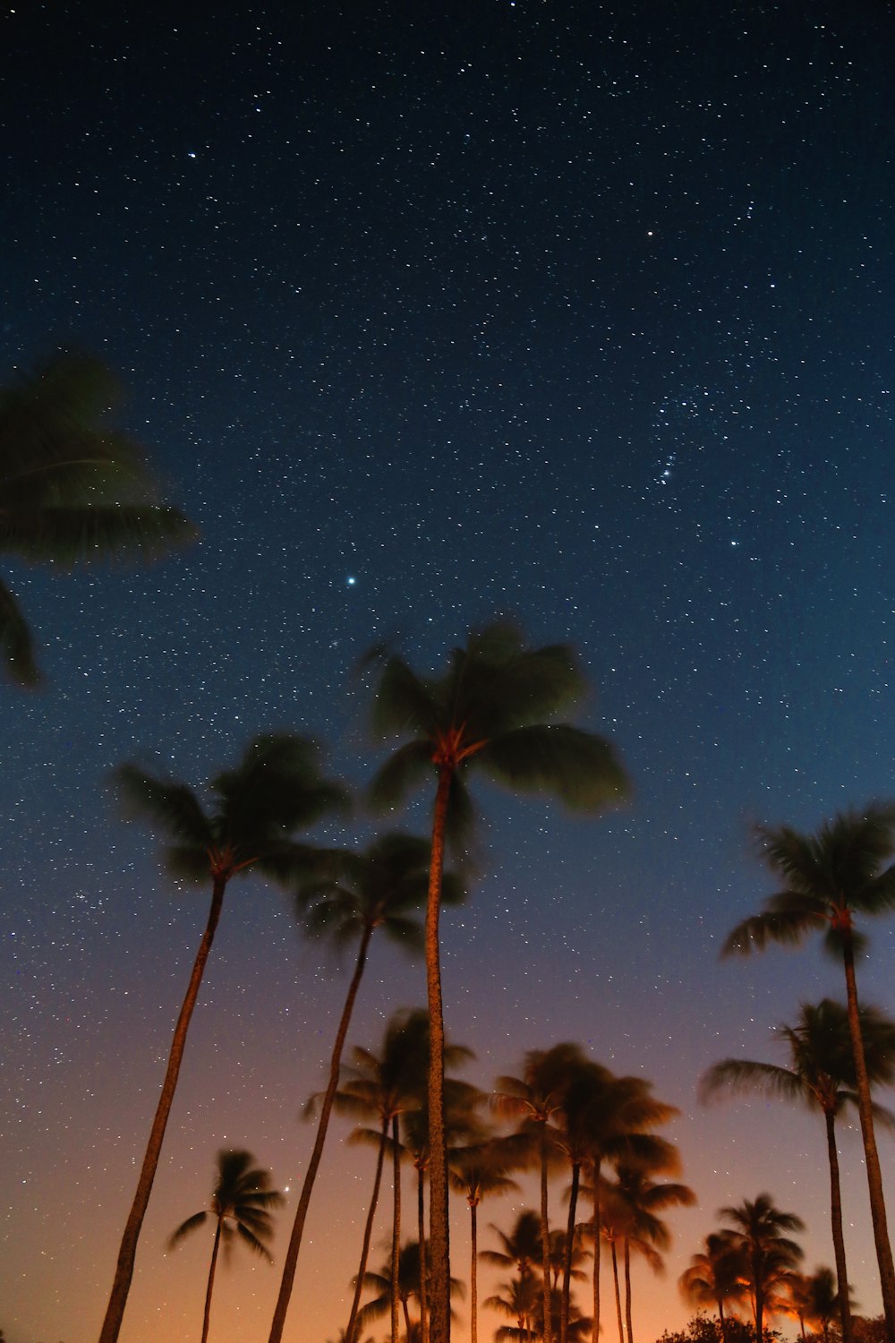 夜間のココナッツの木のローアングル写真