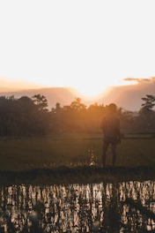 A serene field at sunrise where a person gently tends to crops, embodying harmony between nature and self.