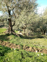Wide shot of the farm showing the harmony between the date palms and grazing sheep.