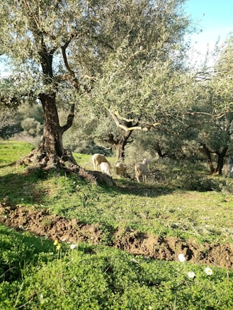 A pastoral scene features several sheep grazing beneath olive trees in a green, sunlit landscape. The trees are old with thick trunks and sprawling branches, casting shadows on the ground. The terrain is uneven with patches of grass and some wildflowers scattered across.