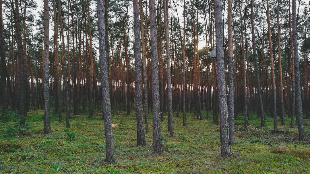 brown tree on forest