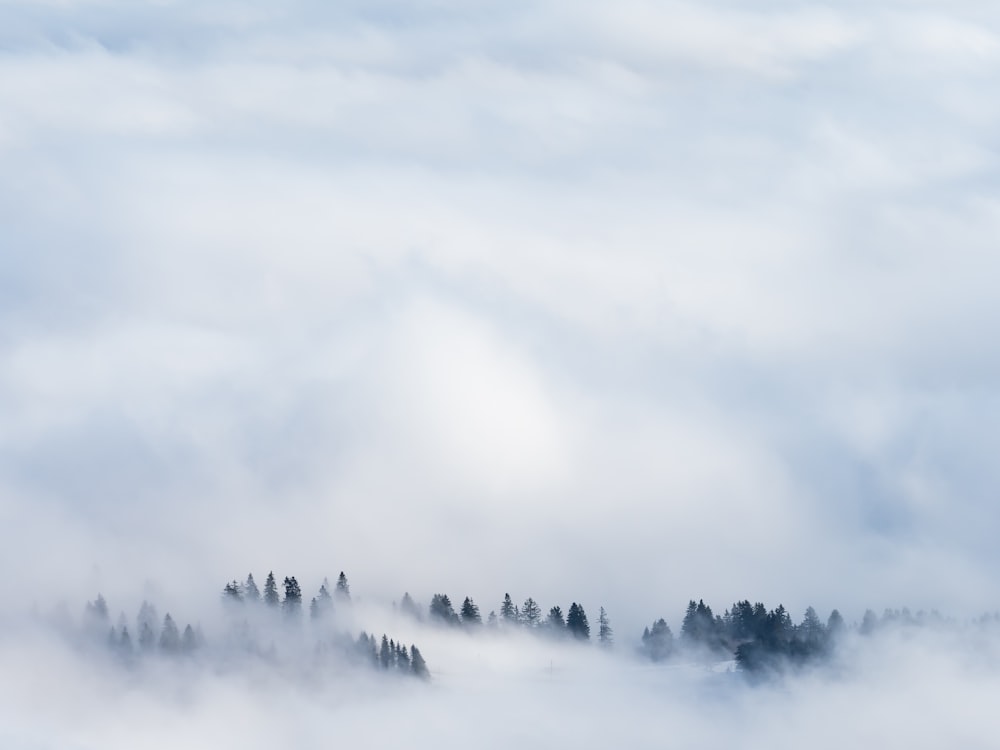 green trees covered with smokes at daytime