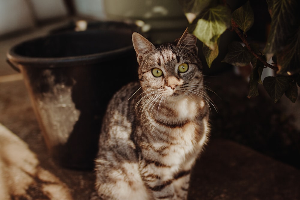 brown tabby cat on brown soil