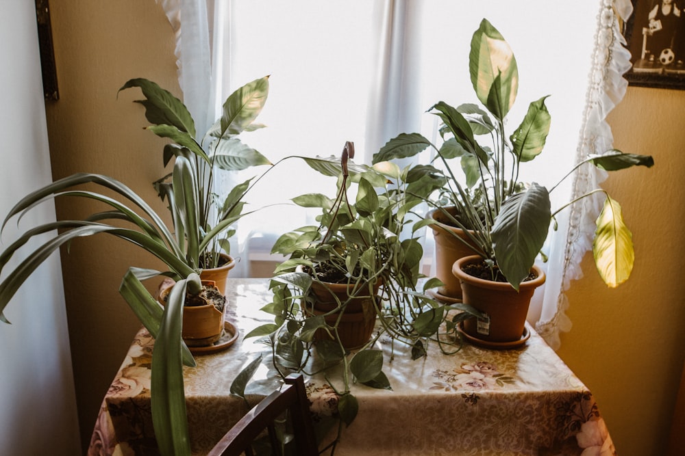 green leafed plant on brown pot