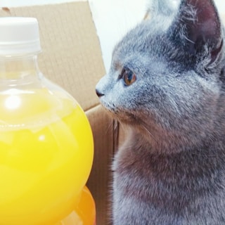 A gray cat is closely inspecting a transparent bottle filled with yellow liquid. The cat is facing to the right, with its whiskers visible and ears perked up. A brown cardboard box is in the background.