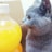 A gray cat is closely inspecting a transparent bottle filled with yellow liquid. The cat is facing to the right, with its whiskers visible and ears perked up. A brown cardboard box is in the background.
