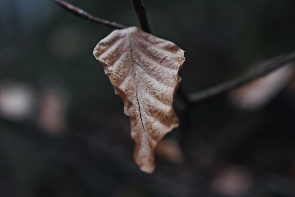 shallow focus photography of brown dried leaf