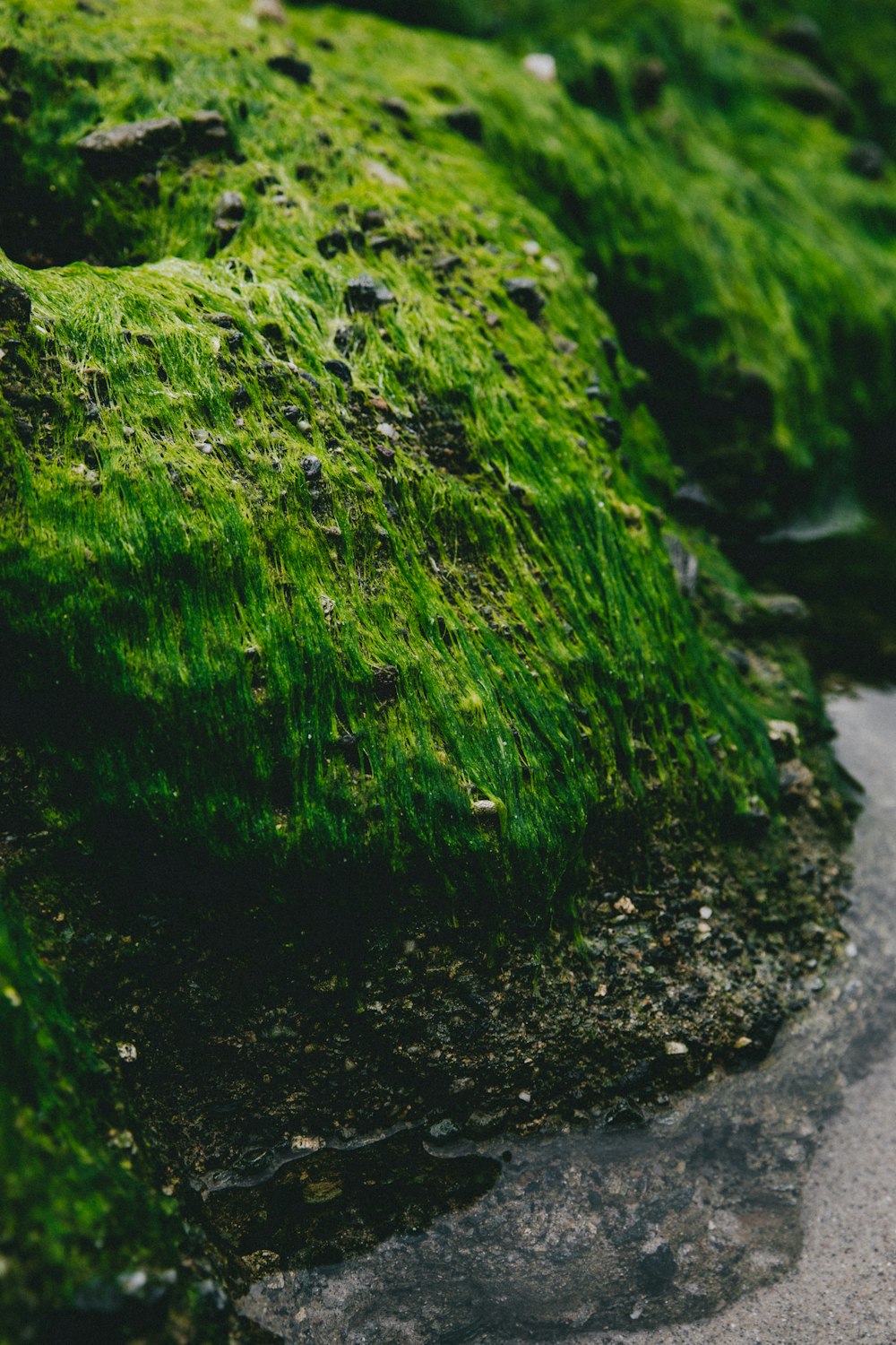 黒い岩の緑の苔