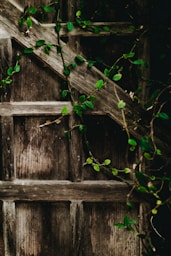 green vine plants on gray wall