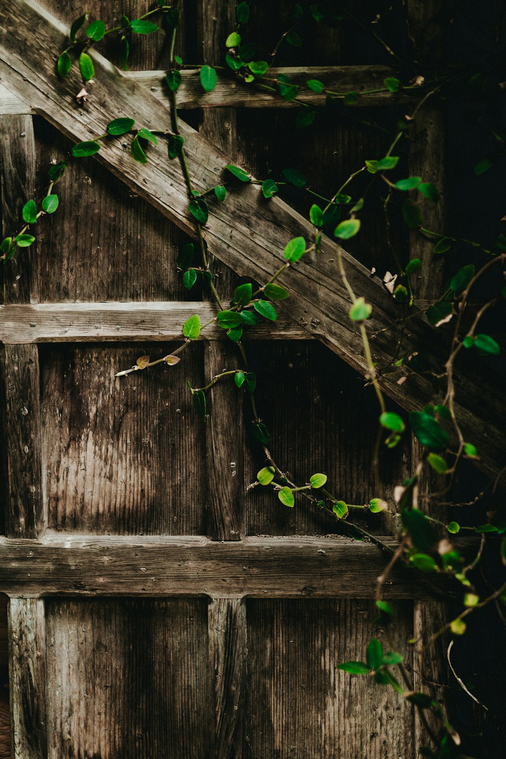 green vine plants on gray wall