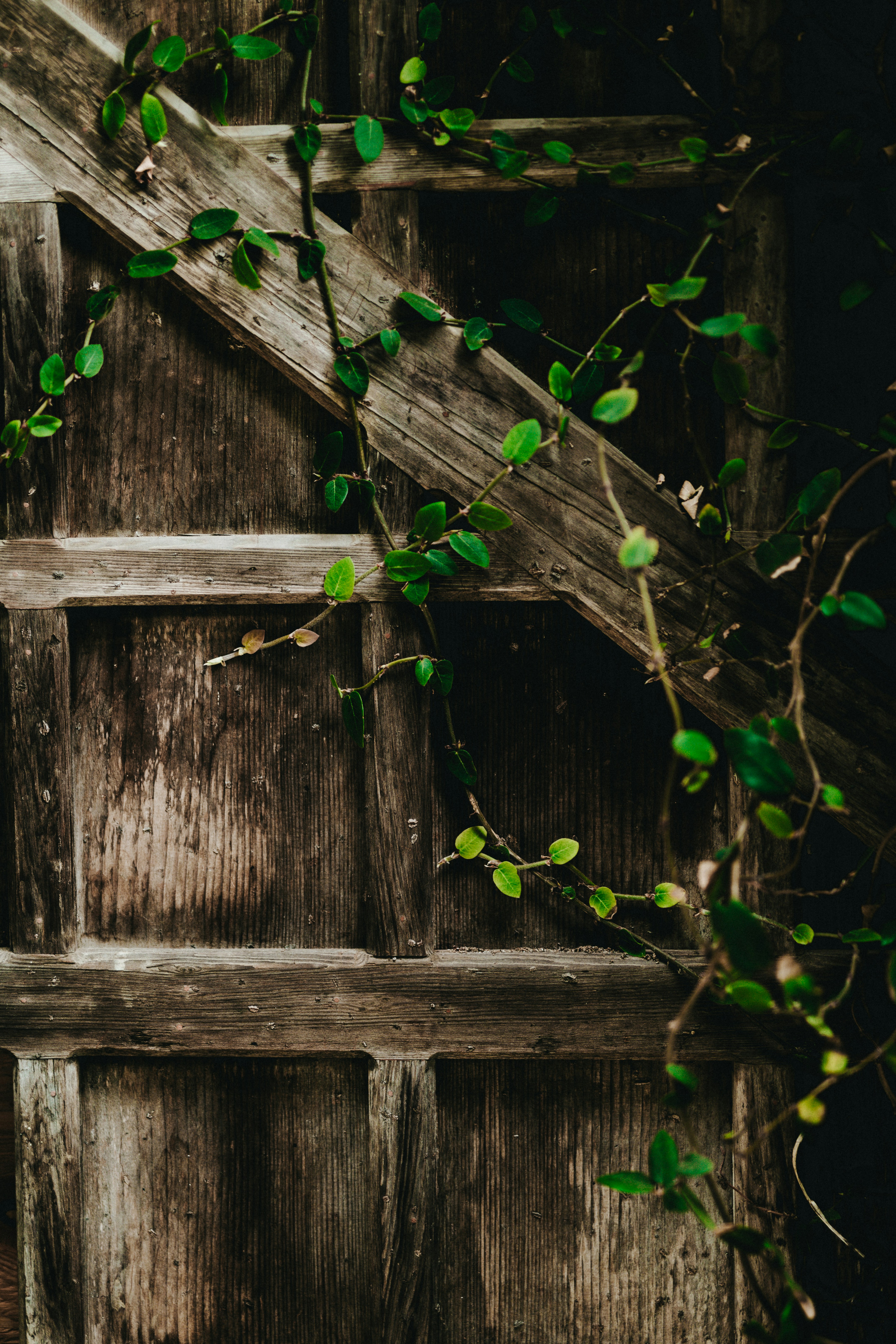 Best Place To Buy Seeds For Garden