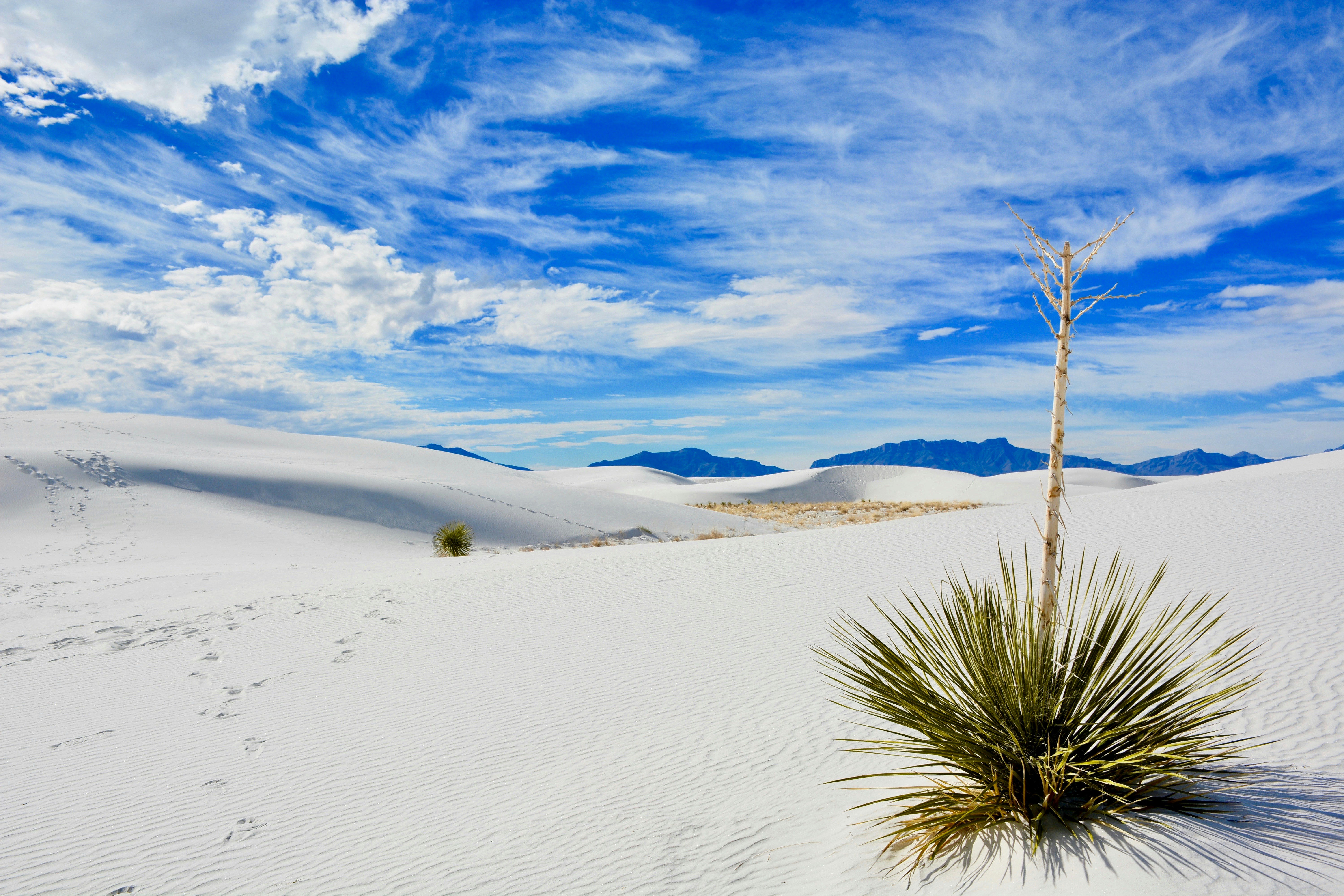 linear green leafed plant on desert under blue sky during daytime