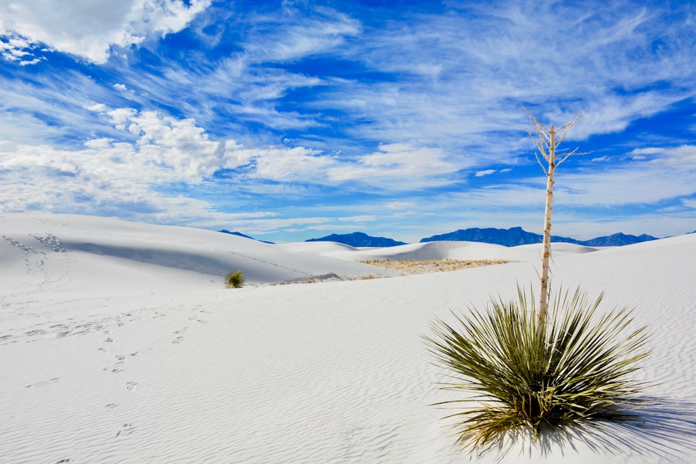 lineare grünblättrige Pflanze in der Wüste unter blauem Himmel während des Tages