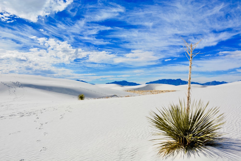 linear green leafed plant on desert under blue sky during daytime