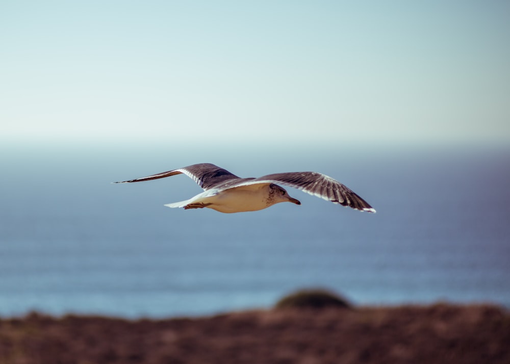 macro photography of brown bird