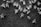 A group of bees is clustered on a honeycomb structure. The hexagonal cells of the honeycomb are visible, and the bees are actively moving about. The image is in black and white, highlighting the contrast between the bees and the darker background of the comb.