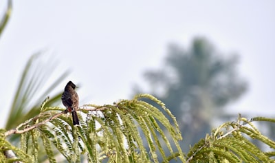 selective focus photography of brown bird perched on green leaf tree during daytime