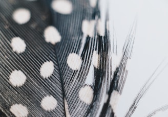 a close up of a black and white feather with white dots