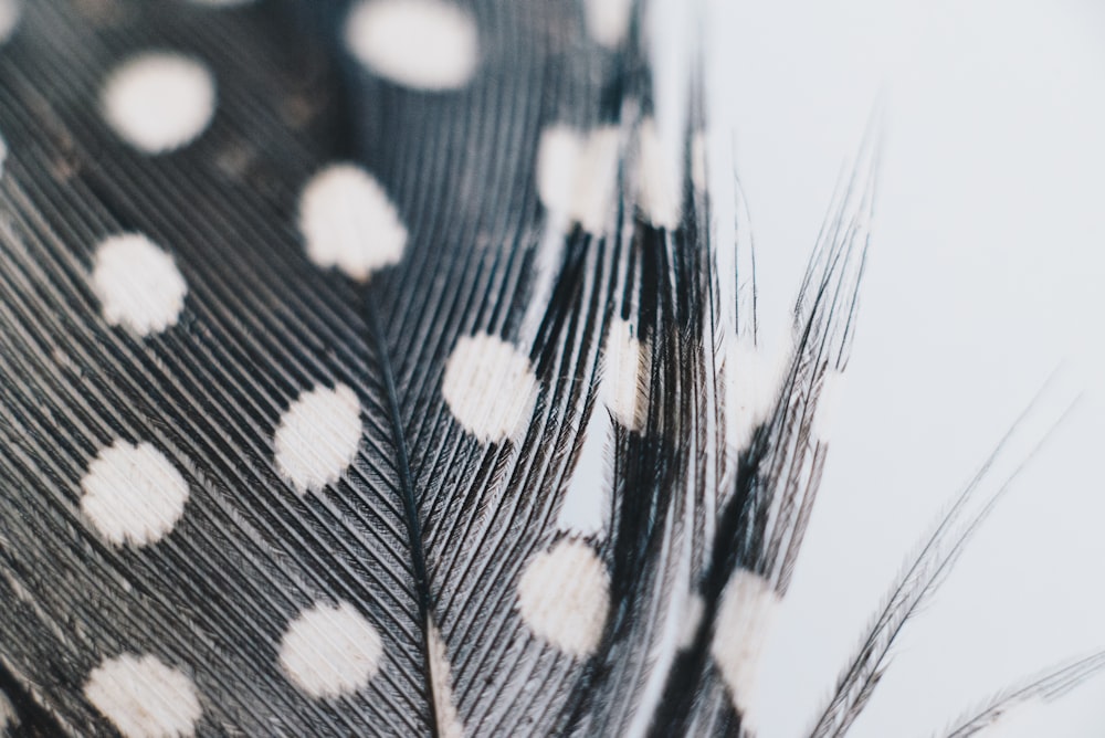 a close up of a black and white feather with white dots
