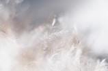 closeup photo of white leaves