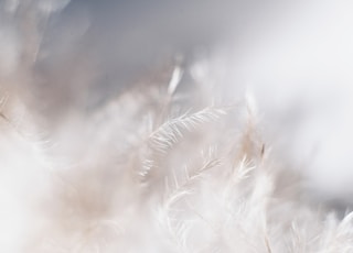 closeup photo of white leaves